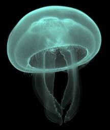 Moon Jellyfish, digital image, Luc Viator